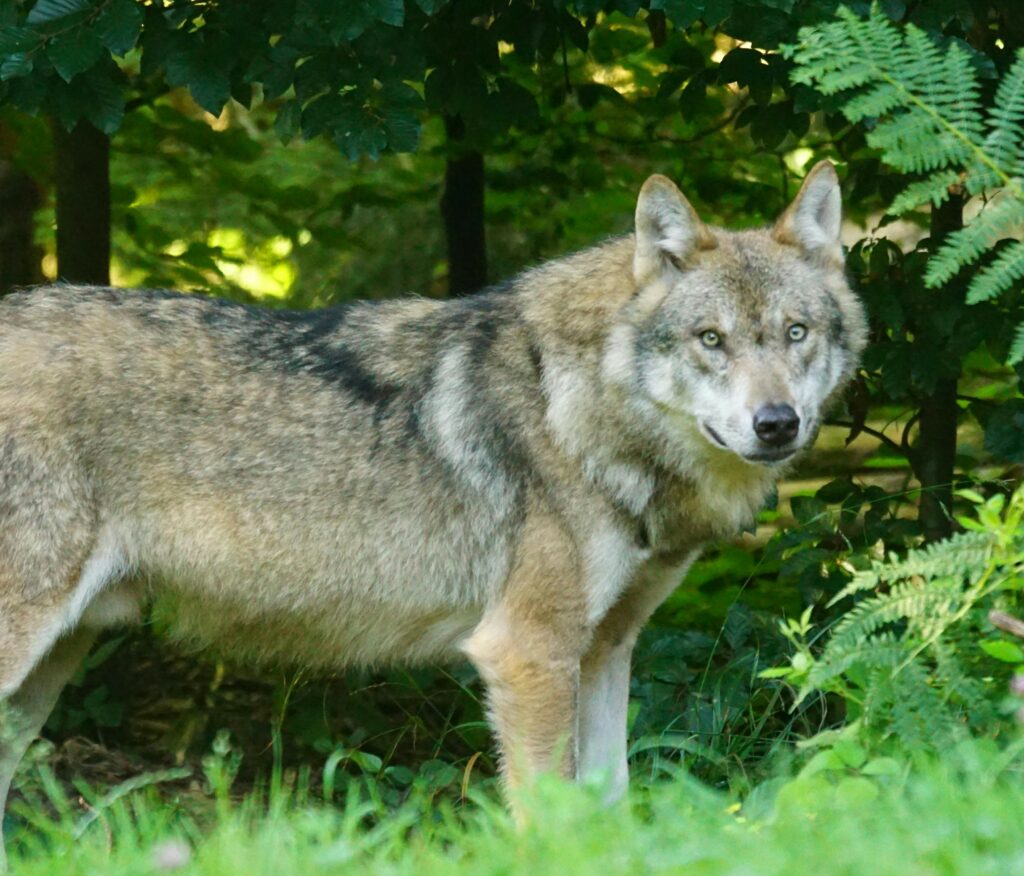 Wolf