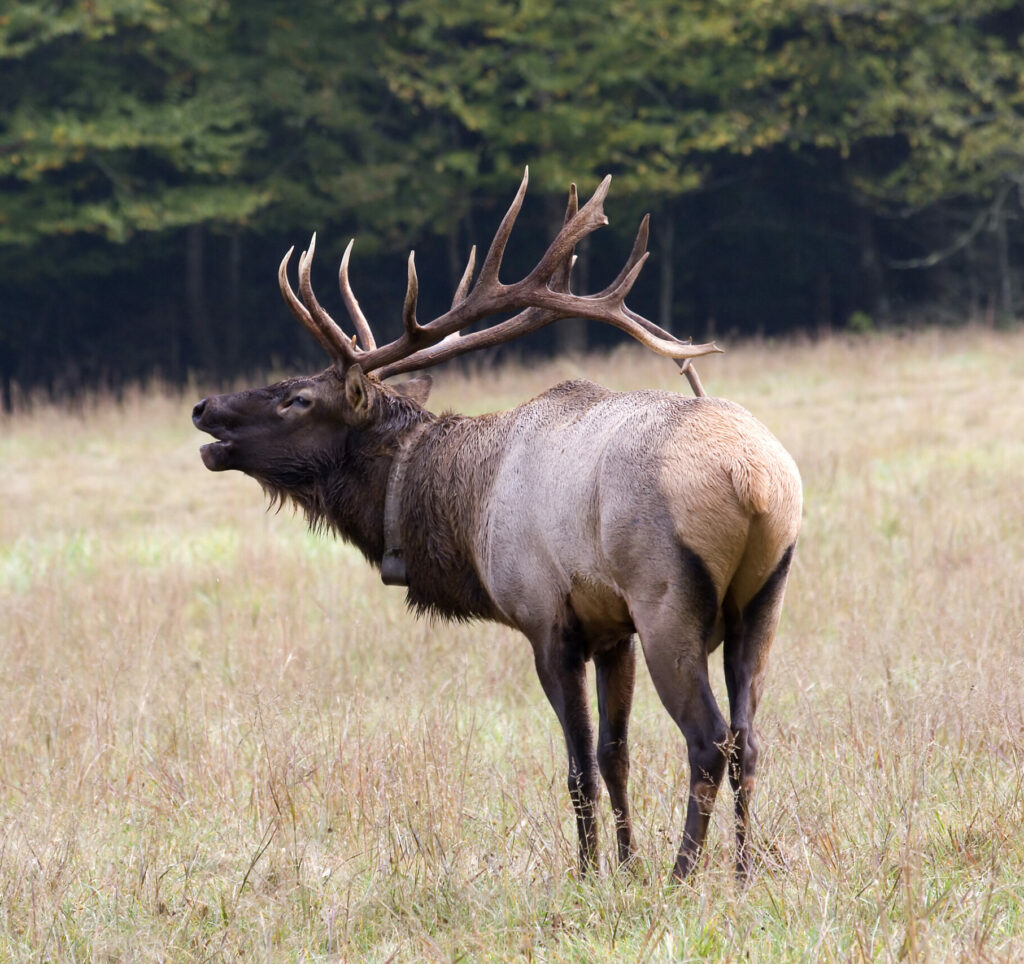 bugling-elk-3371151